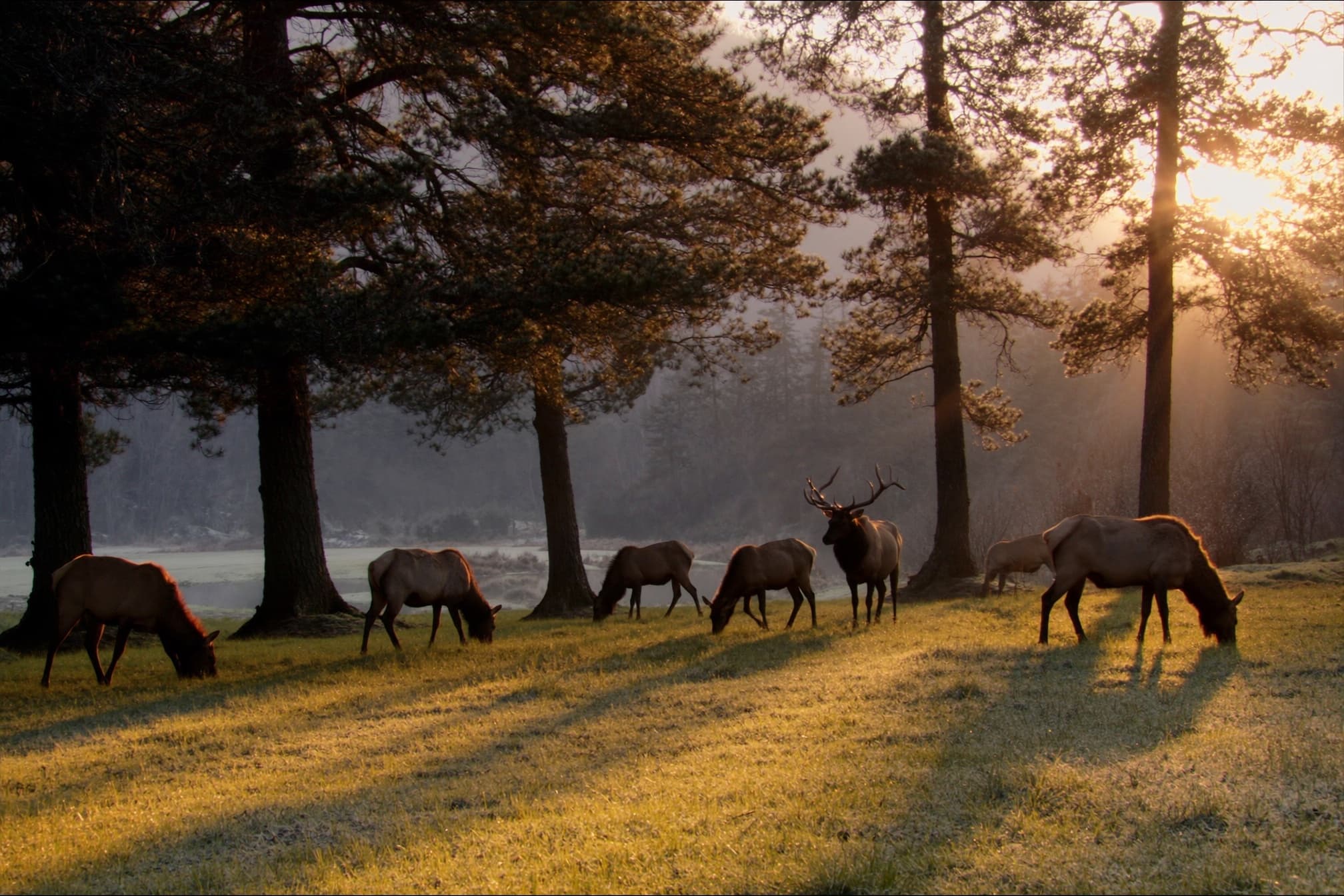 A bull elk in golden light on the lodge lawn