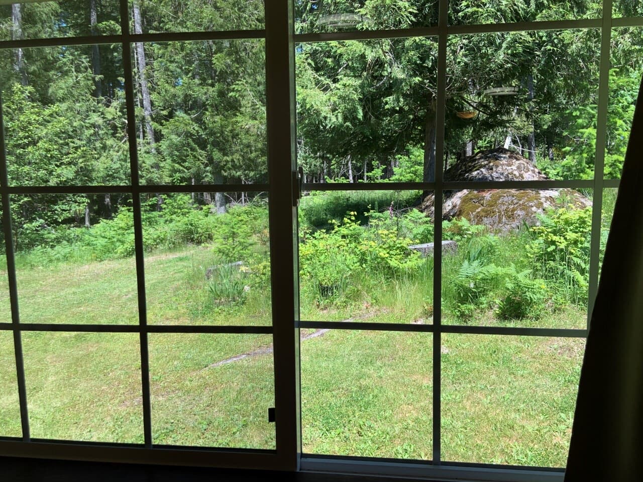 Forest out every window