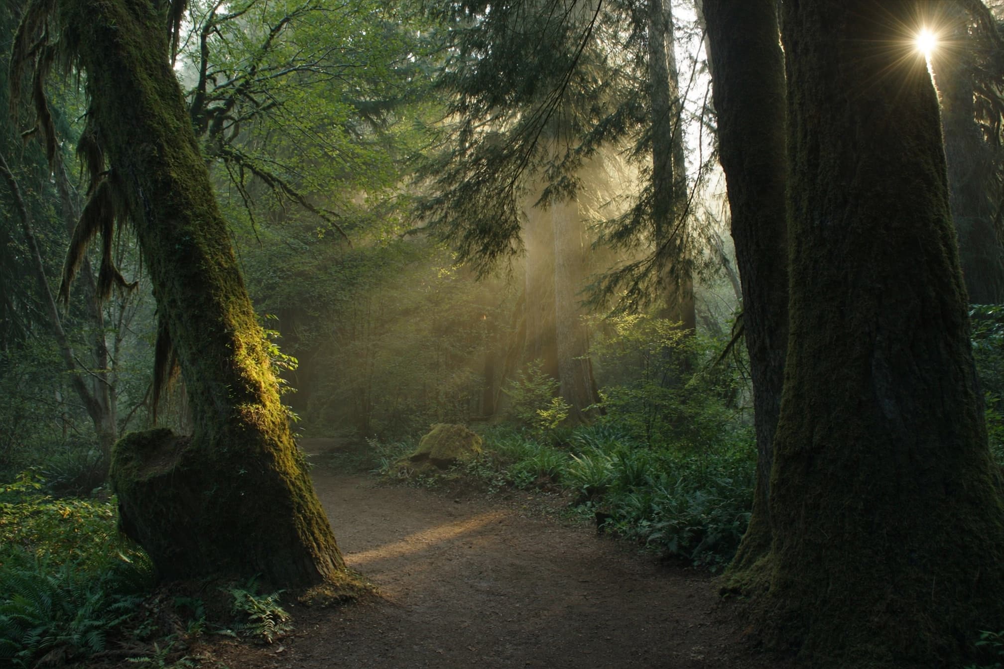 An old-growth trail through mossy firs and cedars