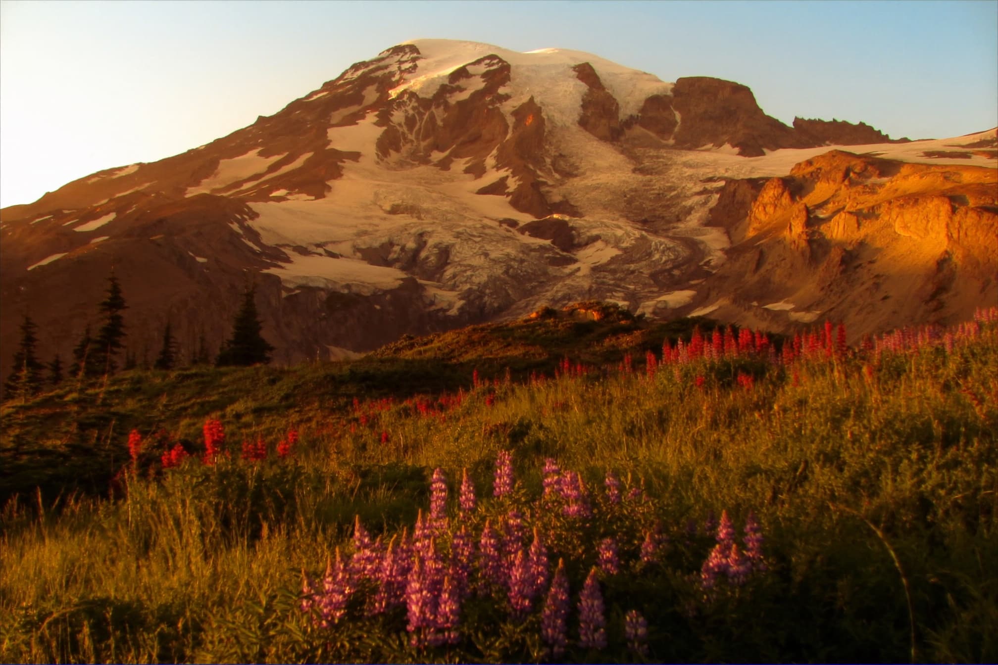 Wildflower meadows at Paradise below Mount Rainier